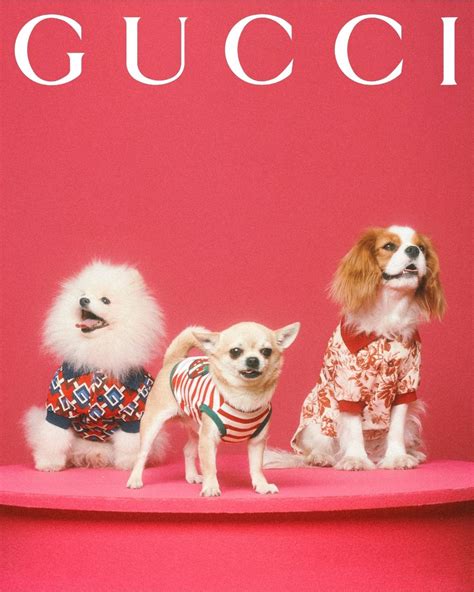 gucci for pet|Gucci pet products.